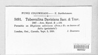 Tuberculina davisiana image